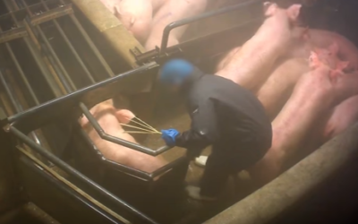 FRANCIA, MAIALI PICCHIATI E FERITI. NUOVO VIDEO SHOCK DAL MATTATOIO