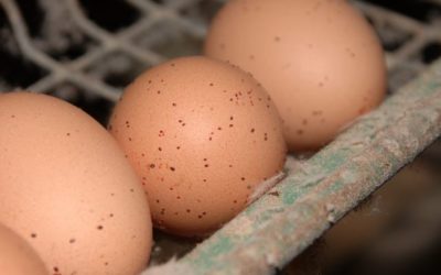 NAS: SEQUESTRATE 7 MILIONI DI UOVA PER EMERGENZA FIPRONIL