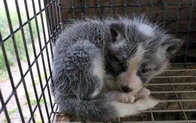 LOS ANGELES, IL CONSIGLIO COMUNALE METTE AL BANDO LE PELLICCE