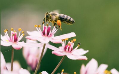 BUONA GIORNATA MONDIALE DELLE API, GLI INSETTI CHE AIUTANO IL PIANETA!