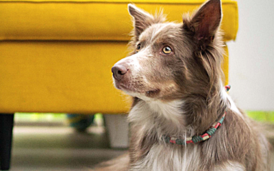 CIBO VEG PER CANI, MERCATO IN CRESCITA. E ARRIVA LA RICERCA: “ALTERNATIVA SANA E PRATICABILE”