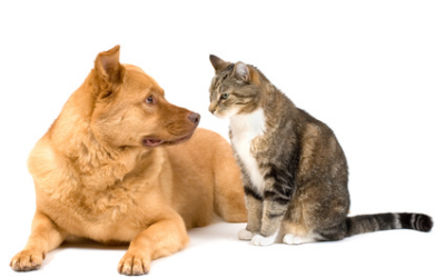 GRIFFITH UNIVERSITY: CRESCE L’INTERESSE PER LE DIETE VEG E SOSTENIBILI PER CANI E GATTI